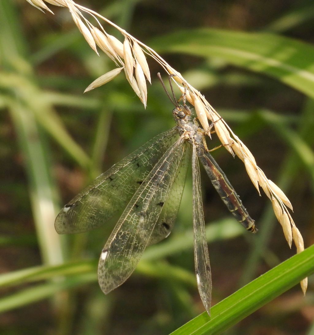 Myrmeleontidae ID